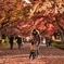 紅葉の絨毯と子供