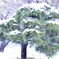 松の雪化粧