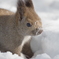 雪化粧のウサギじゃなくてリスですよ。