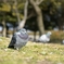 鳩ぽっぽ