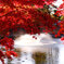 東公園紅葉③