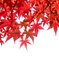 東公園紅葉②