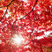 東公園紅葉①