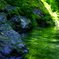緑の川面