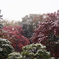 雪の六義園