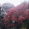 雪の六義園