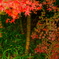しっとり紅葉