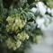 初雪と馬酔木（あせび）