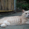 江の猫