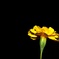 Black n Yellow