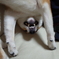 逆立ち？