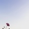 夕焼けの秋桜