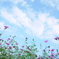 秋空桜