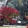 初雪 ⅱ