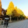 靖国神社の銀杏並木