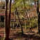 晩秋の祇王寺