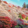 満開四季桜