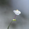素敵な名前の花