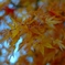 紅葉の葉