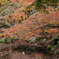奈良 紅葉 鹿
