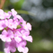 flower_006