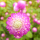 flower_008
