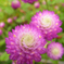 flower_009