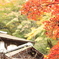 初・三渓園