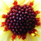 flower_011