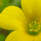 flower_012