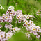 flower_013
