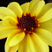flower_014
