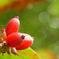 hervest_001