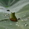 Frog_001