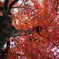 紅葉の屋根