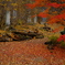 阿弥陀寺の紅葉