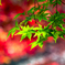 地元の紅葉