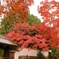 南禅寺 紅葉