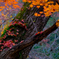 紅葉狩り