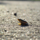 Frog_004