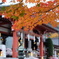 大山阿夫利神社の紅葉