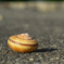 Snail_001