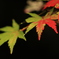 紅葉×伊豆虹の郷