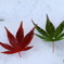 雪上の紅色＆緑色もみじ