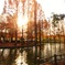Sunset backlight