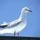 カモメ