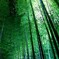 京都 竹林