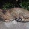 眠り猫