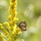 背高泡立草のヒメウラナミジャノメ