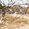 冬桜